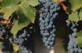 vin struguri listă - agroexpert.md