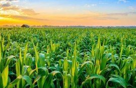 Крупный семенной скандал: Corteva подала иск против Inari Agriculture Inc - agroexpert.md