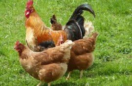 Внесение куриного помета осенью для заправки почвы магнием - agroexpert.md   