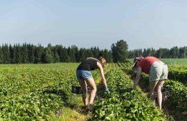 Студент фермеру – товарищ, но… - agroexpert.md