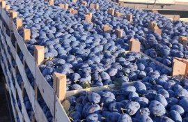 Товарной сливы в Молдове может оказаться больше - agroexpert.md