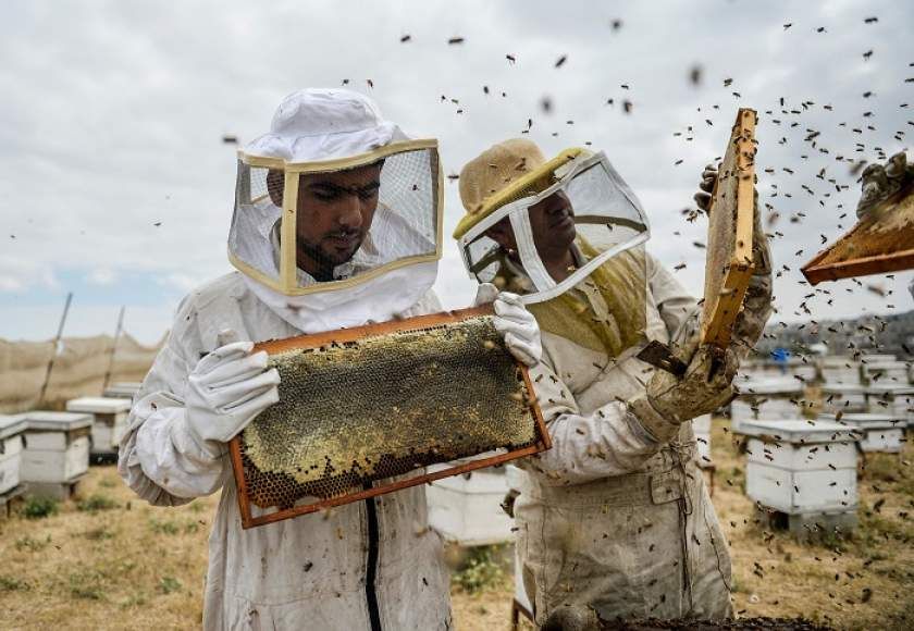 Calendarul apicultorului în octombrie - agroexpert.md
