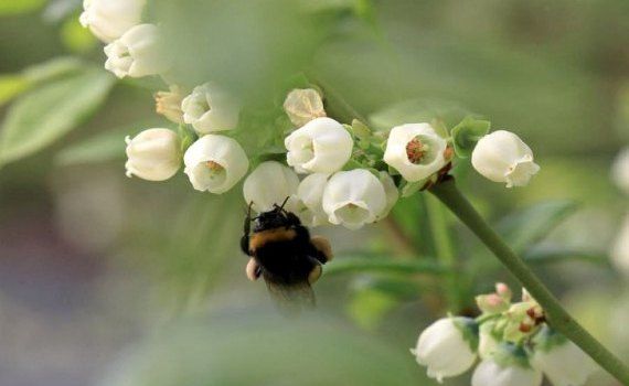 Шмелино-пчелиное опрыскивание биопестицидами набирает глобальные обороты - agroexpert.md