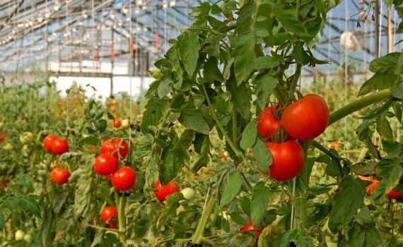 pregătire cultivare roșii spațiu protejat - agroexpert.md