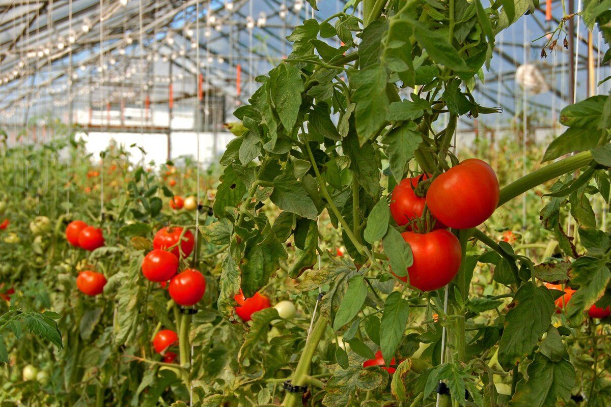 pregătire cultivare roșii spațiu protejat - agroexpert.md