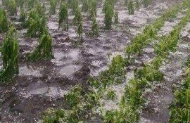 bani consecințe ploi - agroexpert.md