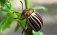 Новый пестицид против колорадского жука тестируют в США - agroexpert.md