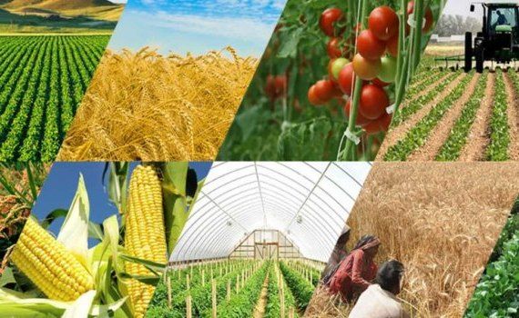 ФАО: сельхоз прогноз на 2023-2032 года, основные тенденции - agroexpert.md