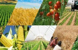 ФАО: сельхоз прогноз на 2023-2032 года, основные тенденции - agroexpert.md