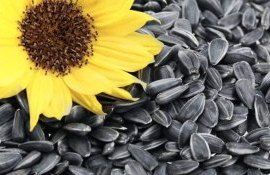 Основные направления экспорта украинского подсолнечника в сентябре - agroexpert.md