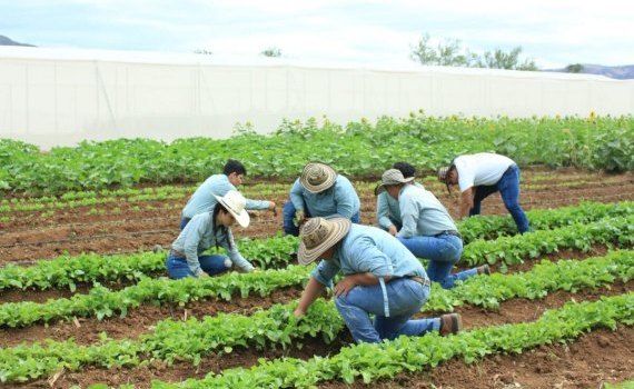 lista prestatori servicii agricultură - agroexpert.md