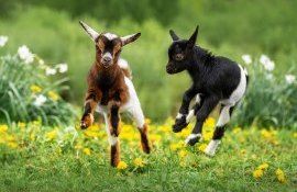 octombrie ziua animalelor - agroexpert.md