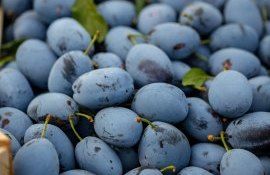 prune export cantitate record - agroexpert.md