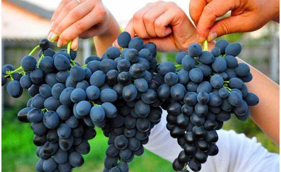 От чего зависят цены на виноград «Молдова» в Молдове? - agroexpert.md