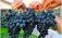 От чего зависят цены на виноград «Молдова» в Молдове? - agroexpert.md