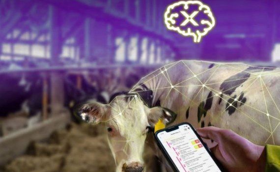 Искусственный интеллект подключился к борьбе с маститом у коров - agroexpert.md