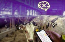 Искусственный интеллект подключился к борьбе с маститом у коров - agroexpert.md