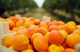 producători fructe sâmburoase webinar - agroexpert.md