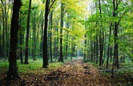 păduri apl gestionare - agroexpert.md