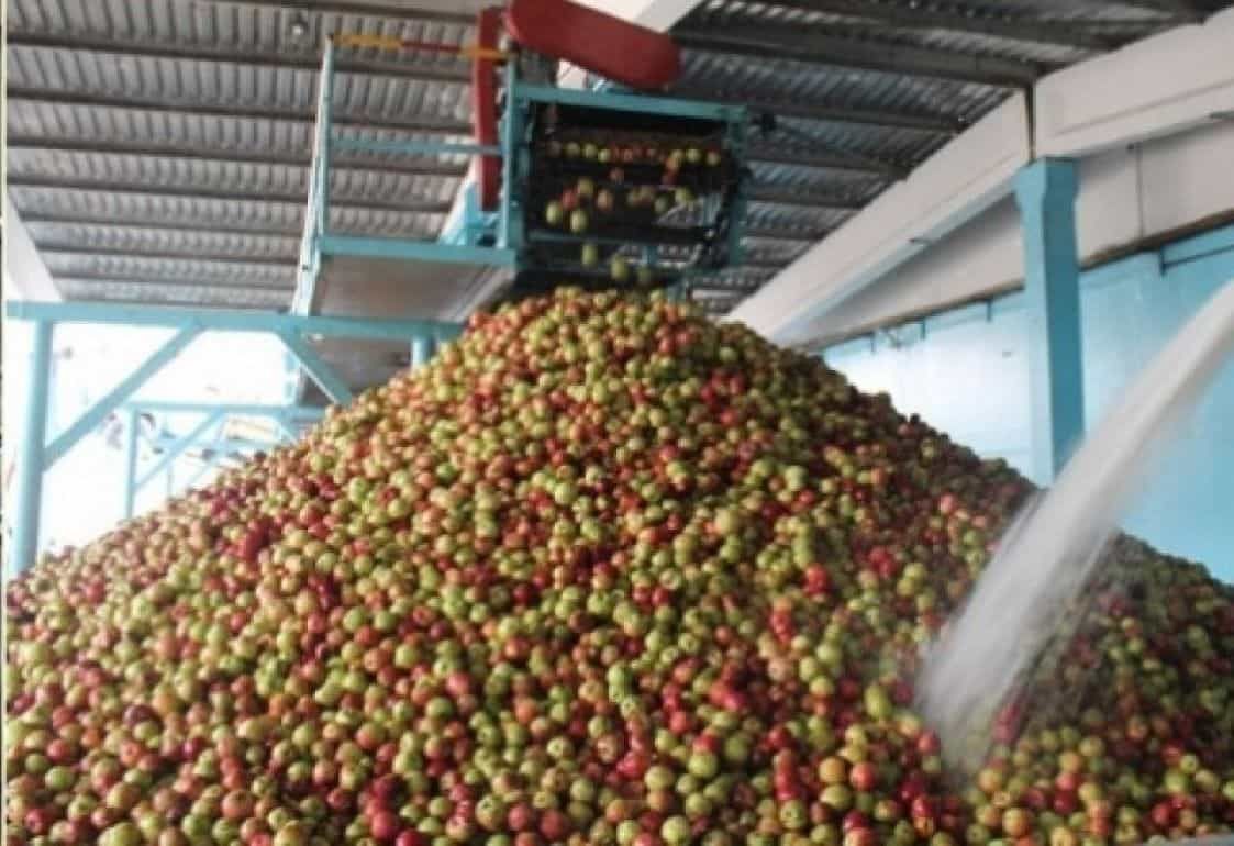 Процесс заготовки яблок на переработку проходит в спокойном режиме - agroexpert.md