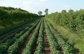 cultivarea intercalată beneficii limitări - agroexpert.md