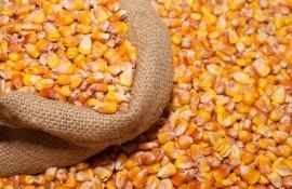 сЕвросоюз в начале 2023/24 МГ существенно сократил импорт кукурузы - agroexpert.md   