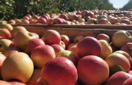 В Молдове урожай яблока может оказаться выше пессимистичного прогноза - agroexpert.md