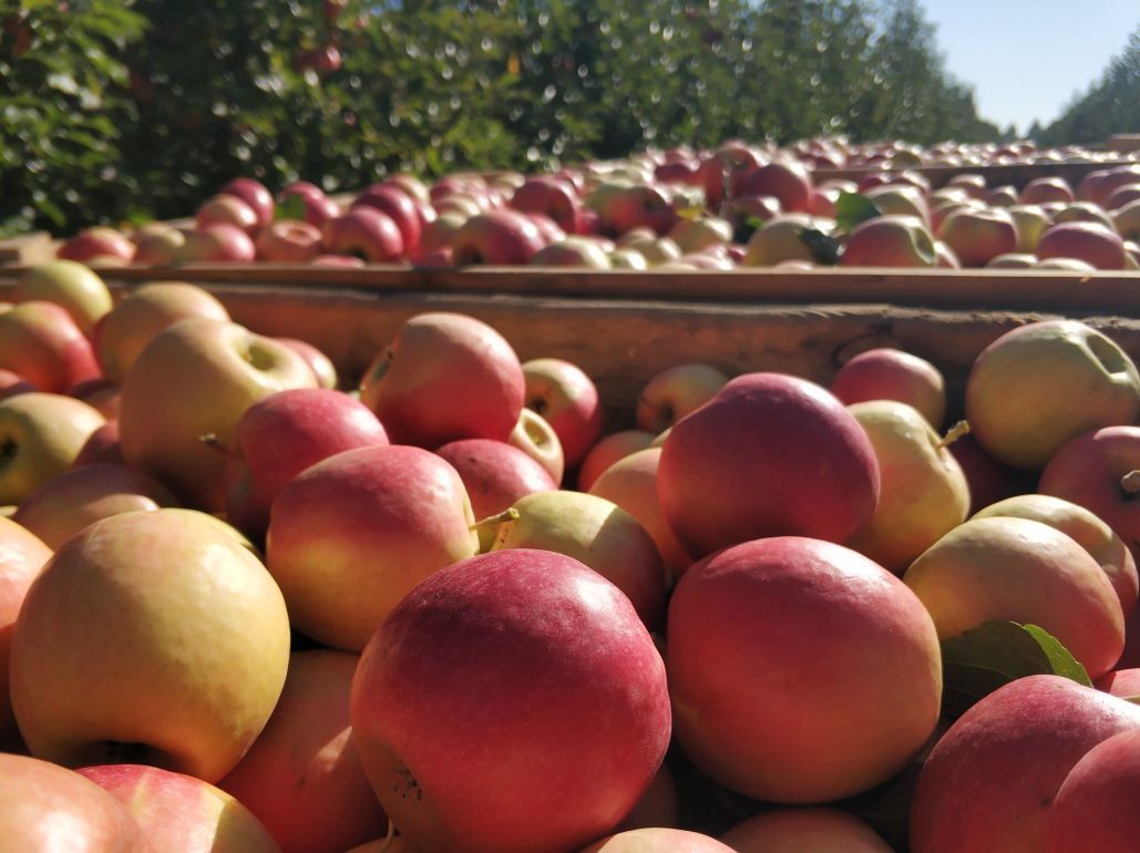 В Молдове урожай яблока может оказаться выше пессимистичного прогноза - agroexpert.md