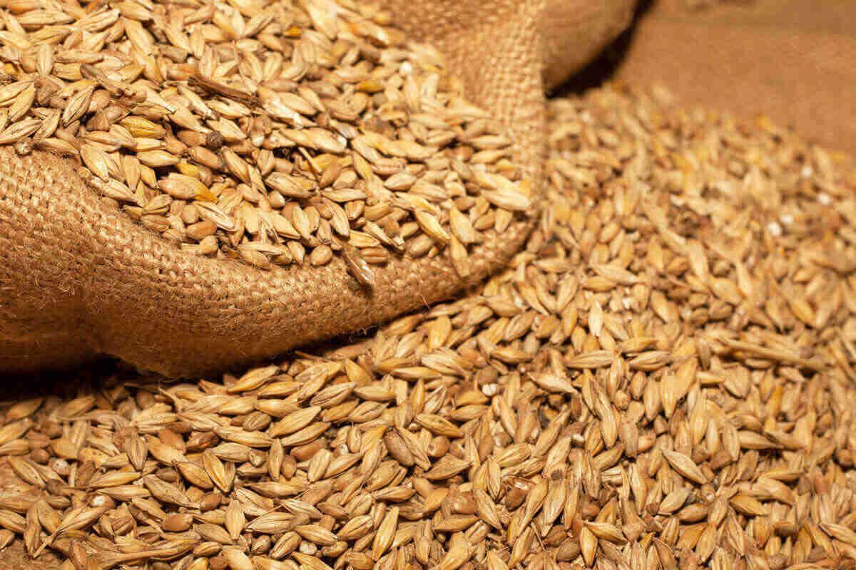 prețuri grâu cereale - agroexpert.md