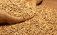 prețuri grâu cereale - agroexpert.md