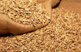 prețuri grâu cereale - agroexpert.md