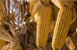 tehnologii de editare genomică - agroexpert.md