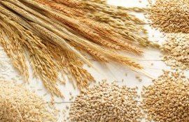 Прогноз урожая зерновых в ЕС ухудшили из-за засухи - agroexpert.md