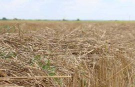 Как максимально эффективно применять деструкторы стерни - agroexpert.md