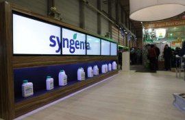 Развитие выращивания пшеницы: решения и идеи Syngenta - agroexpert.md