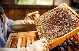 На европейском рынке меда много проблем - agroexpert.md