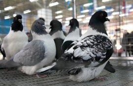 В Венгрии видится перспектива экспорта голубиного мяса - agroexpert.md