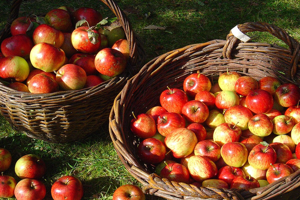 producție mere export prune struguri Bolea - agroexpert.md