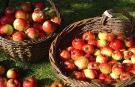 producție mere export prune struguri Bolea - agroexpert.md