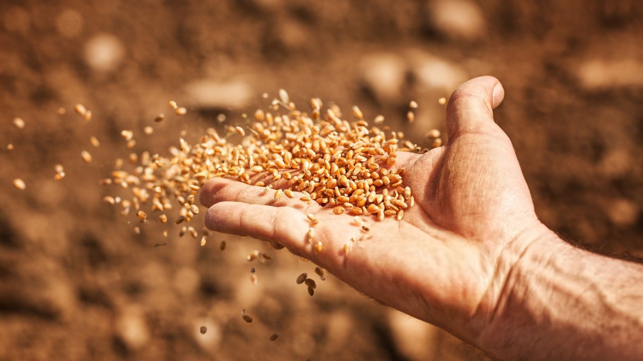 cereale import Forța fermierilor - agroexpert.md