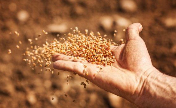 cereale import Forța fermierilor - agroexpert.md