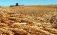 Еврокомиссия опубликовала прогноз урожая зерновых и масличных культур в ЕС - agroexpert.md