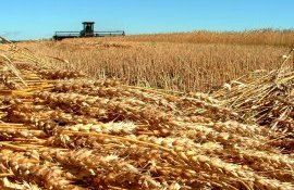Еврокомиссия опубликовала прогноз урожая зерновых и масличных культур в ЕС - agroexpert.md