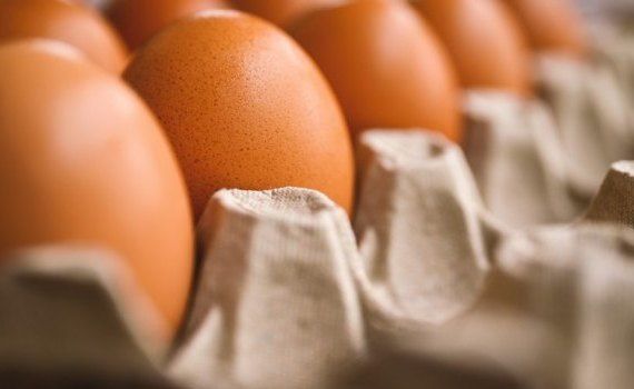 ouă salmonella - agroexpert.md