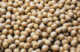 export import soia Moldova - agroexpert.md