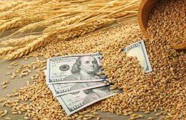Мировой рынок зерна: фьючерсы на пшеницу, кукурузу резко выросли - agroexpert.md