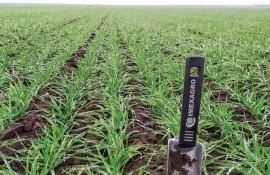 Сев озимых 100-процентная стратегия успеха – мощный старт! - agroexpert.md