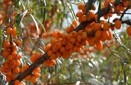 agricultoare Moldova vizită România - agroexpert.md