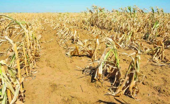 ООН раскрыла потери для сельского хозяйства из-за стихийных бедствий - agroexpert.md