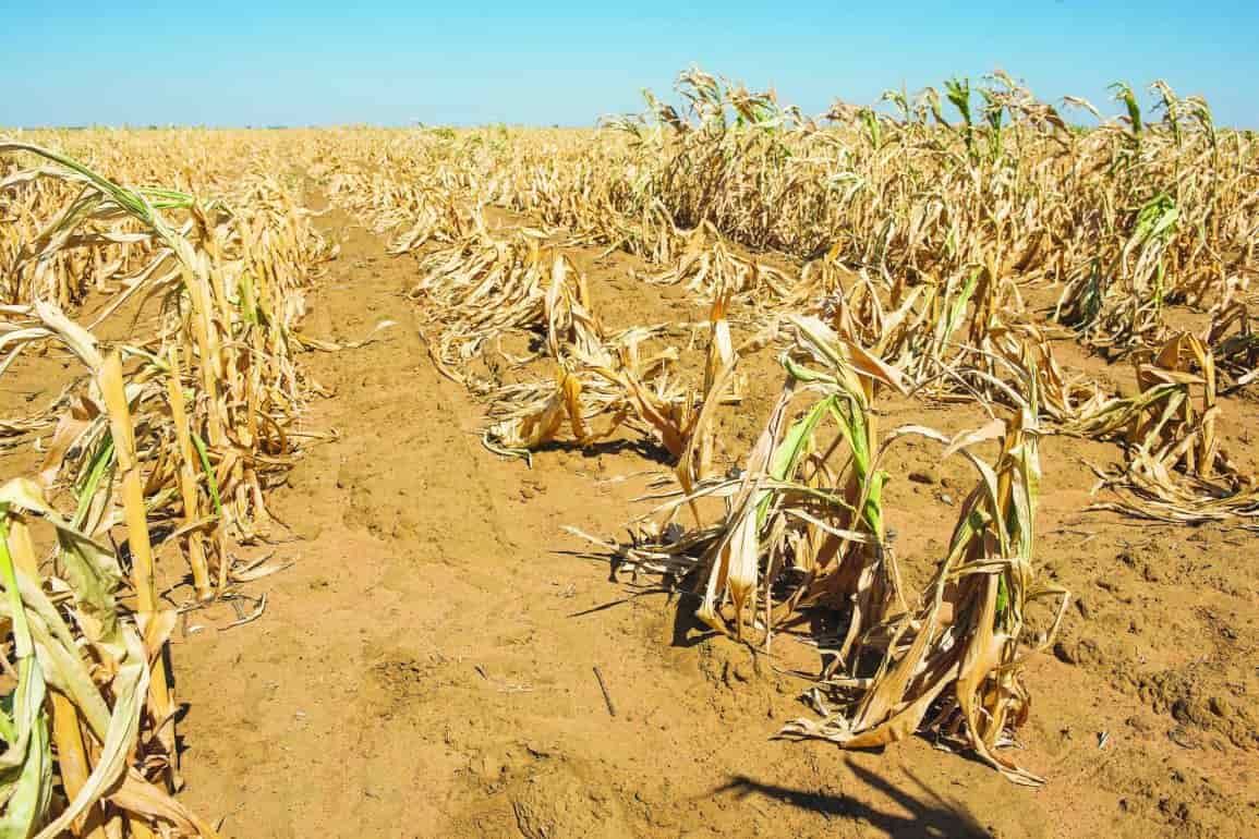 ООН раскрыла потери для сельского хозяйства из-за стихийных бедствий - agroexpert.md